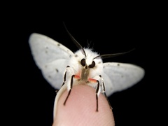 Spilosoma punctaria