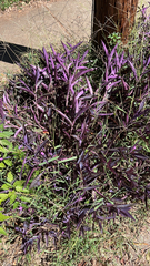 Tradescantia pallida