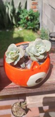 Graptoveria