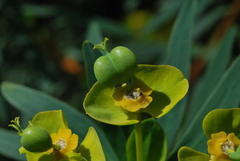 Euphorbia dendroides