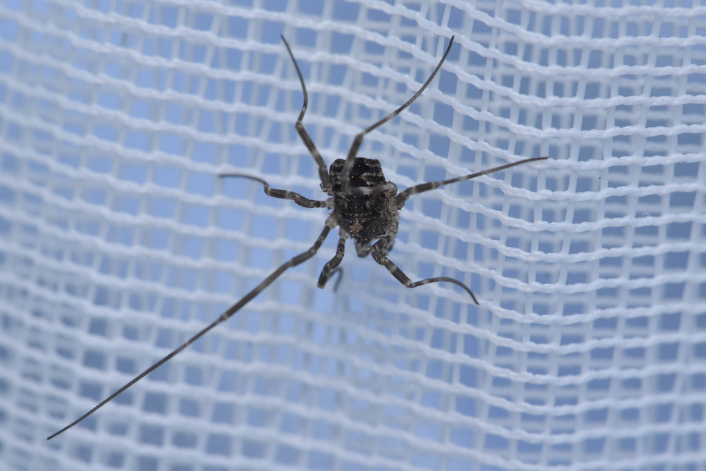 Painted Harvestman