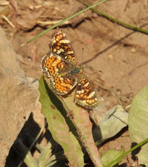 Phyciodes pulchella