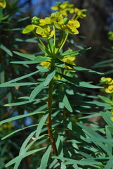 Euphorbia dendroides