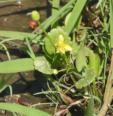 Ranunculus sceleratus