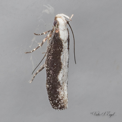 Agnippe prunifoliella