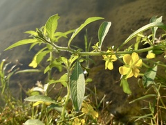 Ludwigia leptocarpa