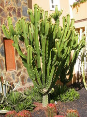 Euphorbia abyssinica