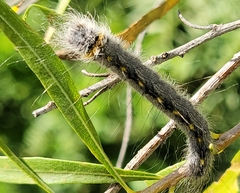 Olceclostera seraphica