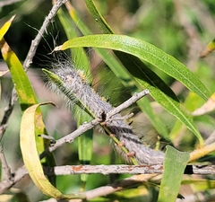 Olceclostera seraphica