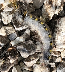 Olceclostera seraphica