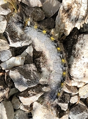 Olceclostera seraphica