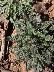 Pedicularis centranthera