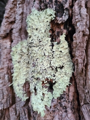 Flavoparmelia caperata