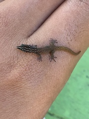 Sphaerodactylus copei