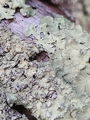 Flavoparmelia caperata