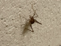 Tachycines asynamorus
