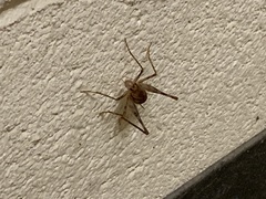 Tachycines asynamorus