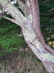 Flavoparmelia caperata