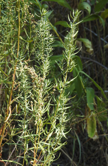 Artemisia dracunculus