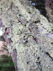 Flavoparmelia caperata