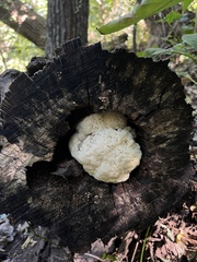Hericium erinaceus