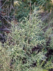 Baccharis neglecta