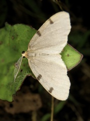 Achrosis paupera