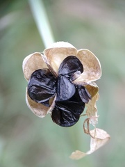 Zephyranthes chlorosolen