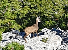Rupicapra rupicapra balcanica