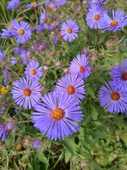 Symphyotrichum novae-angliae