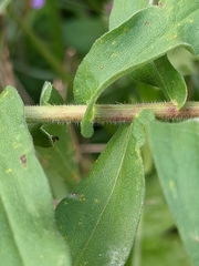 Symphyotrichum novae-angliae