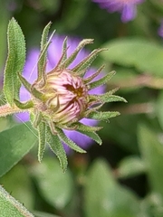 Symphyotrichum novae-angliae
