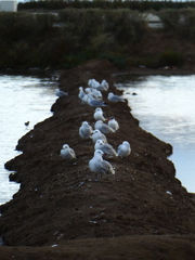 Ichthyaetus audouinii