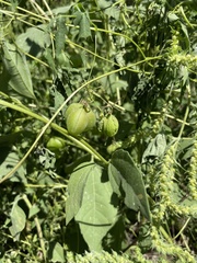 Cardiospermum halicacabum