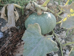 Cucurbita moschata