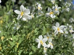 Malva subovata
