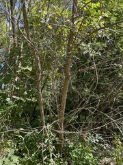 Salix babylonica