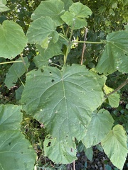 Magnoliopsida