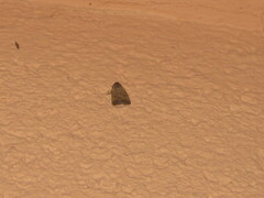 Noctuinae