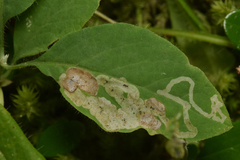 Aulagromyza cornigera