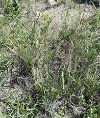 Agrostis scabra
