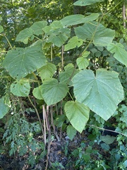Magnoliopsida