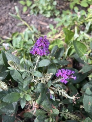 Buddleja