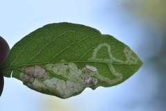 Aulagromyza cornigera