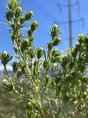 Symphyotrichum ciliatum