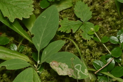 Aulagromyza cornigera