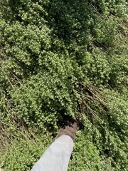 Symphyotrichum ciliatum