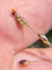 Agrostis scabra