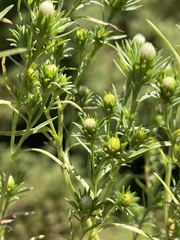 Symphyotrichum ciliatum