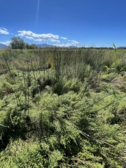 Symphyotrichum ciliatum
